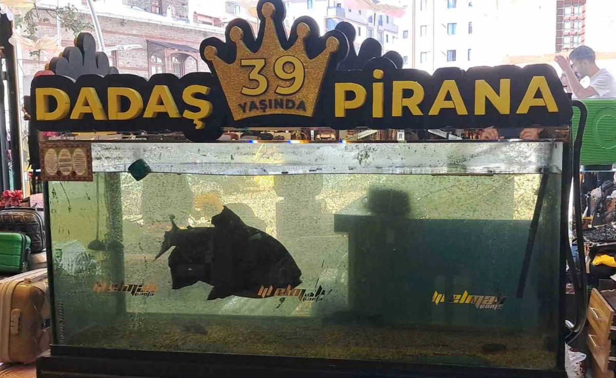 39 yaşındaki &rsquo;Dadaş Pirana&rsquo; Erzurum&rsquo;da bir neslin &ccedil;ocukluk hatırası oldu