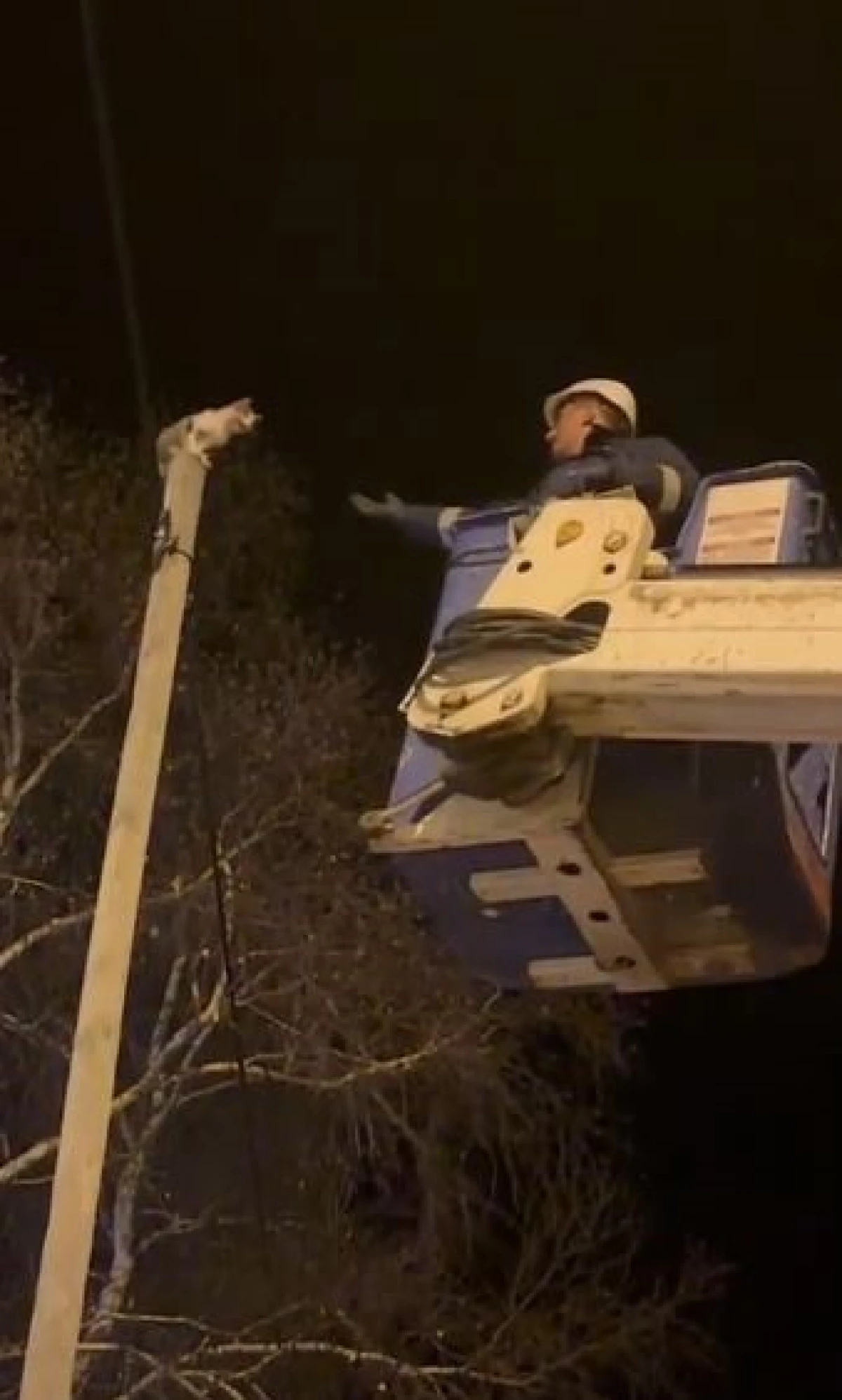 Direkte mahsur kalan kediyi Aras EDAŞ ekipleri kurtardı