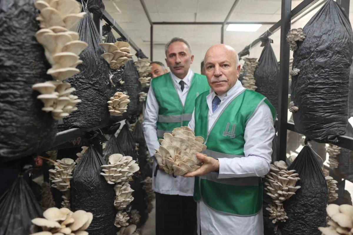 Erzurum B&uuml;y&uuml;kşehir Belediyesi istiridye mantarı &uuml;retimine &ouml;nc&uuml;l&uuml;k yaptı