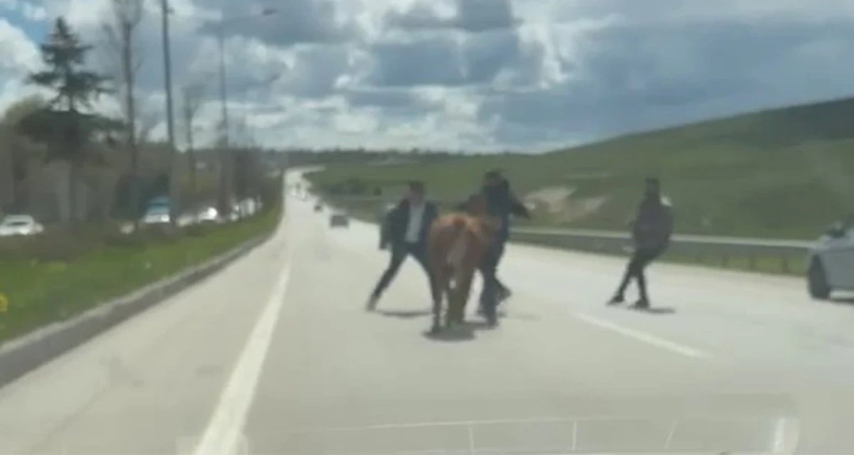Erzurum&rsquo;da bir kurban klasiği: Ka&ccedil;an kurbanlıklar trafiği birbirine kattı