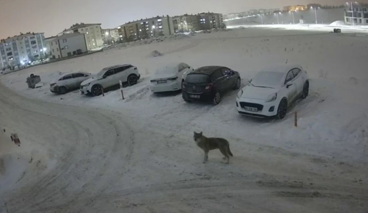 Erzurum&rsquo;da kurt kent merkezine indi