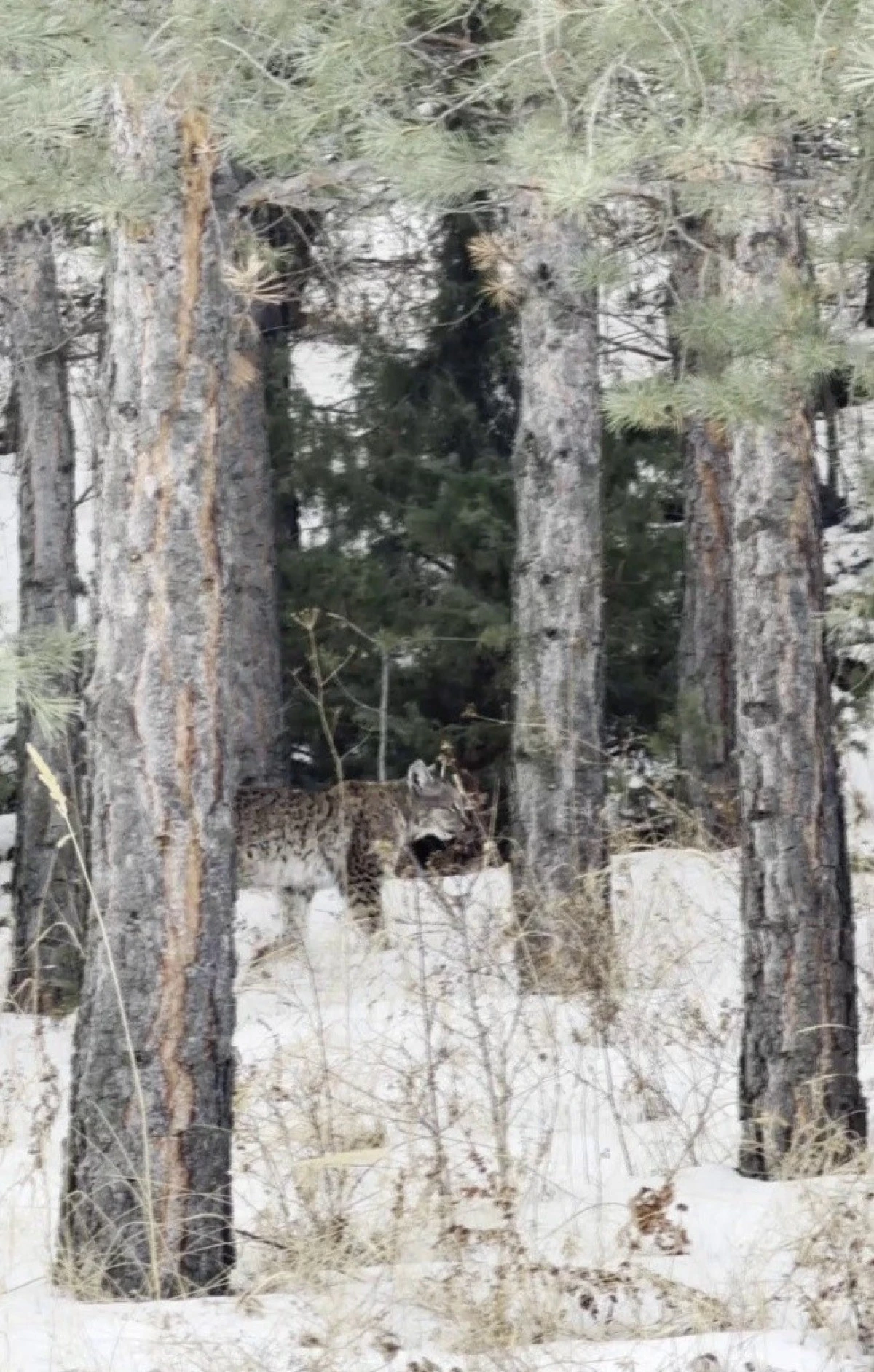 Erzurum&rsquo;da nesli tehdit altındaki vaşak g&ouml;r&uuml;nt&uuml;lendi