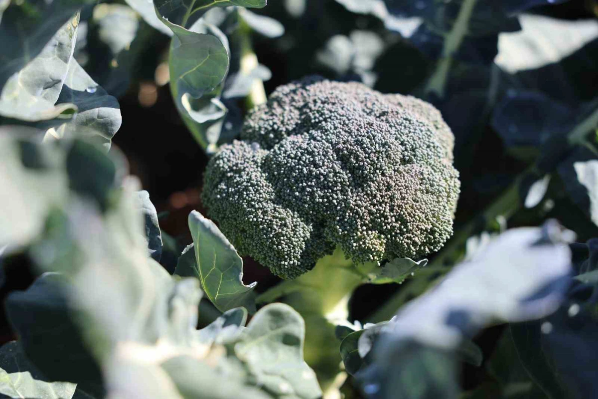 Erzurum’da tarımda yeni bir dönem: İkinci ürün Brokoli hasadı gerçekleştirildi