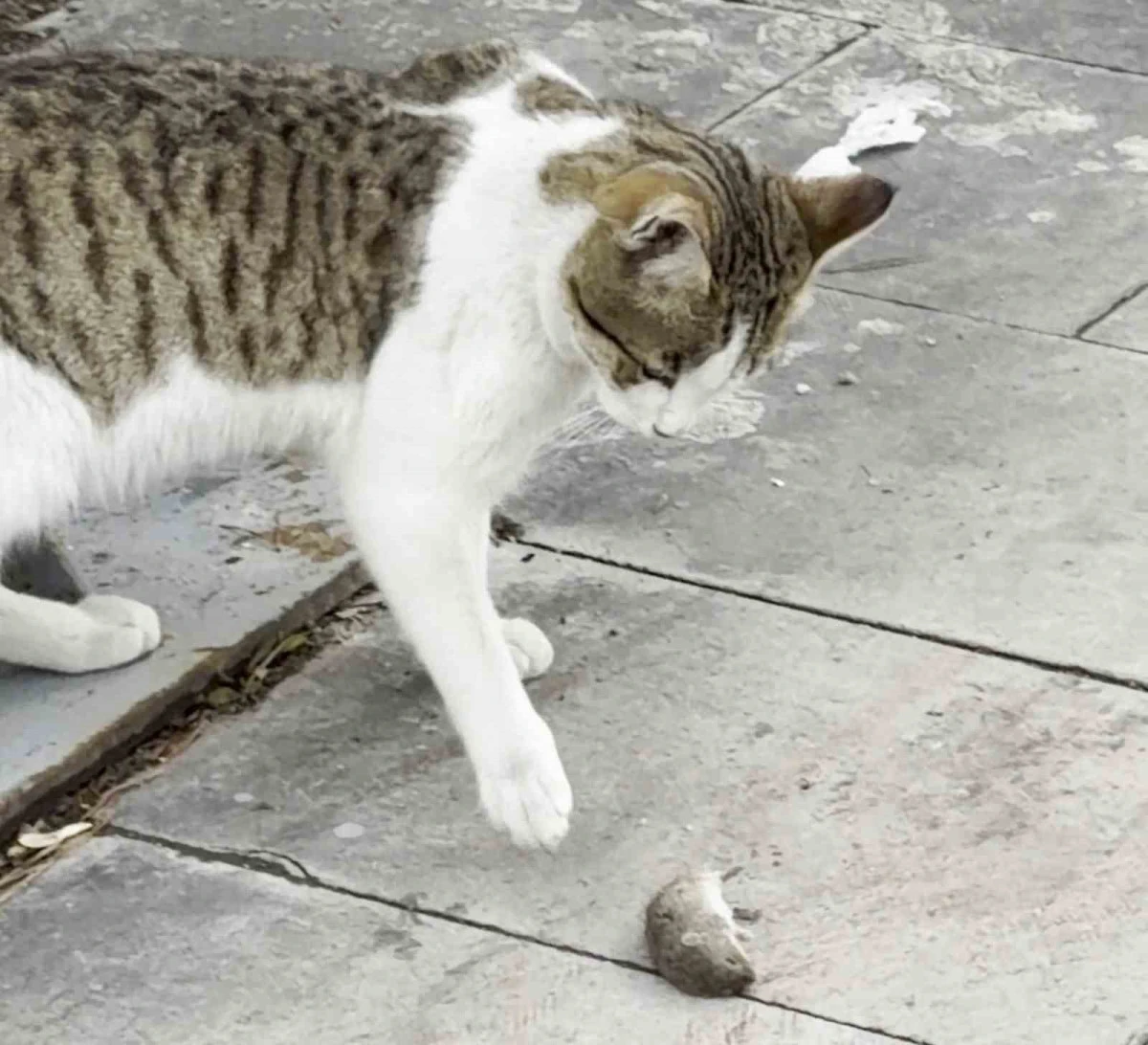 Fareden oscarlık performans: Kediden kurtuluşu &ouml;l&uuml; taklidinde aradı