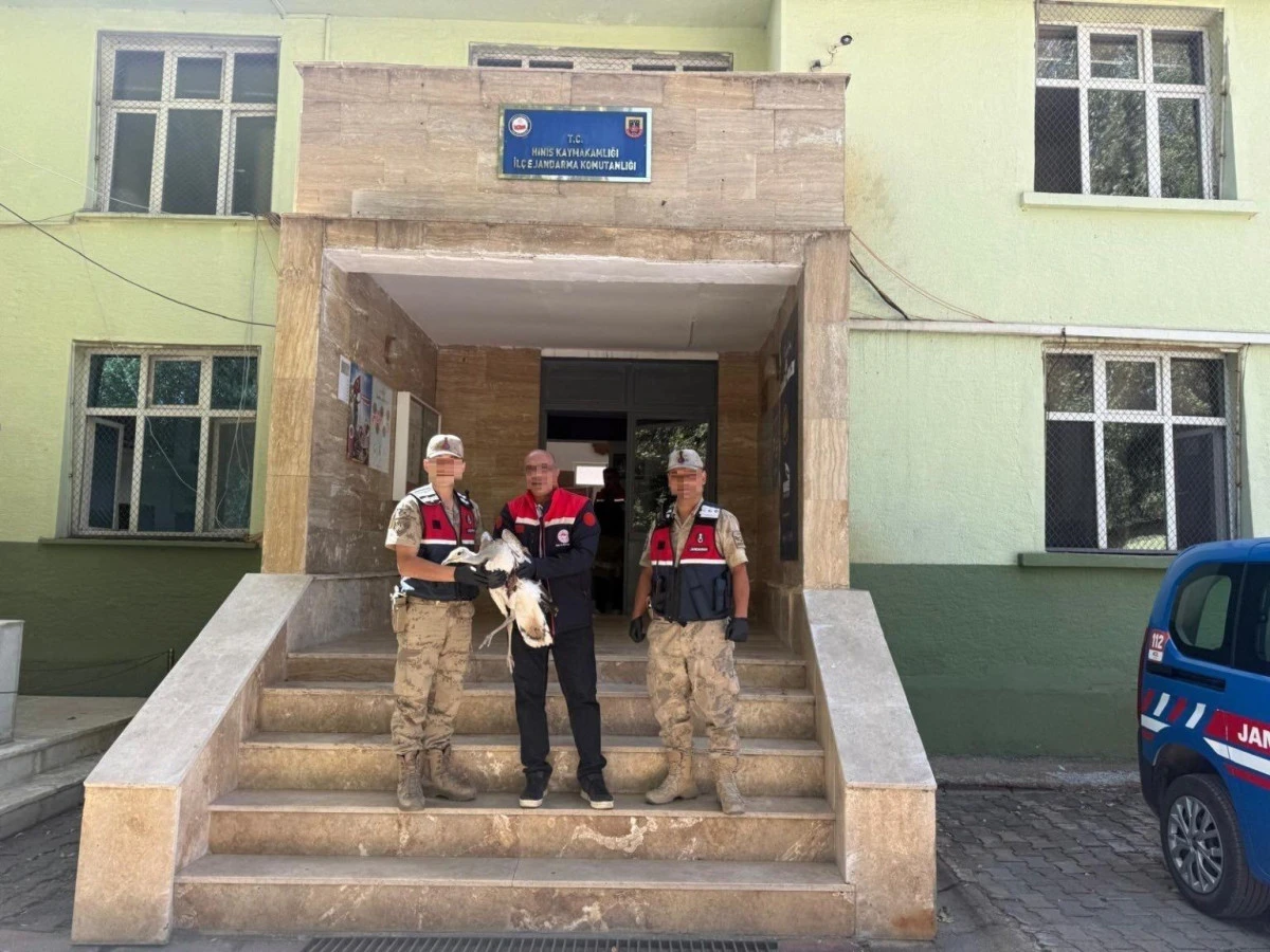 Hınıs’ta Toy kuşu yaralı olarak bulundu