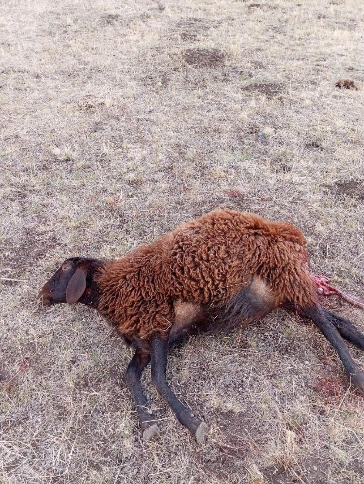 Horasan’da kurtlar sürüye daldı