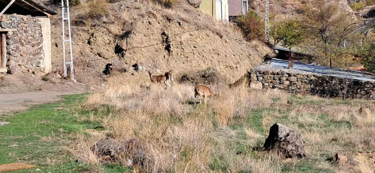 Köyde yaban keçileri özgürce otluyor