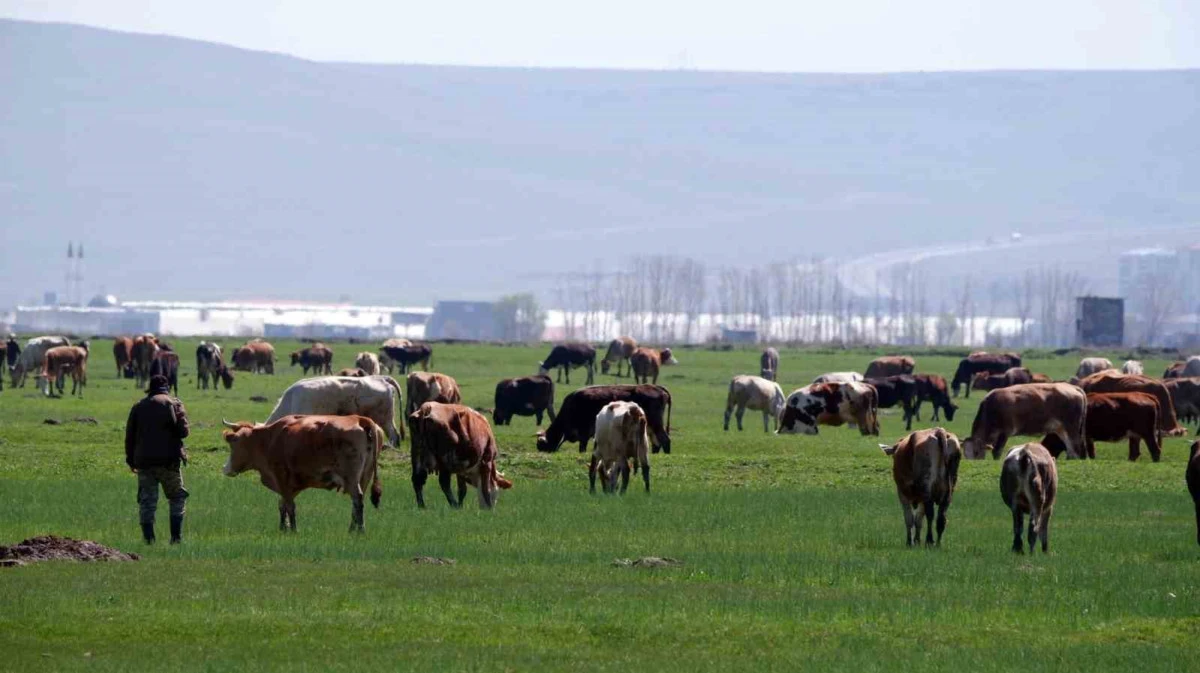 Kurban satışlarında sosyal medya tuzağı