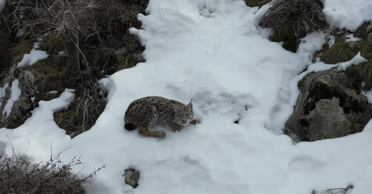 Osmanlı Sarayı&rsquo;nın "Erzurum" şifresi