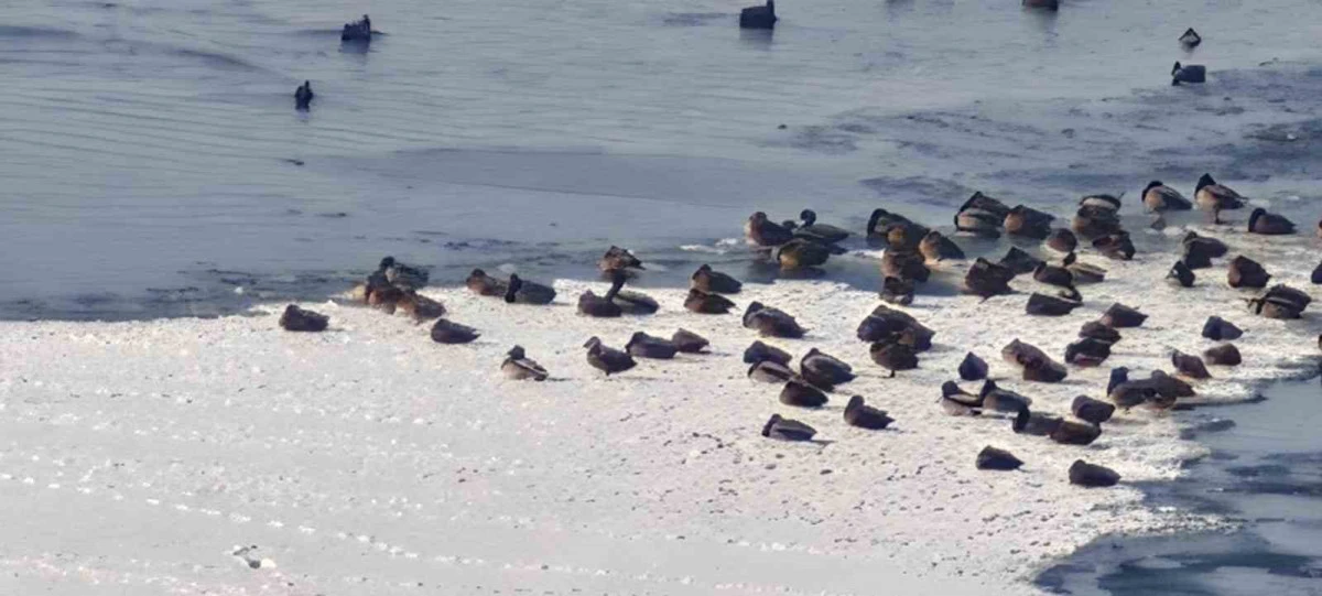 Sibirya soğukları yaban hayatını vurdu